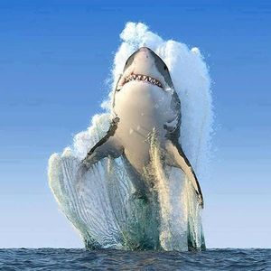 Meet your Posher, Alexi